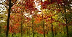 Fallphoto