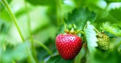 Junephoto